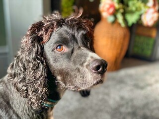 English working cocker spaniel dog