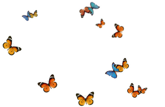 Fototapeta butterflies and flowers , PNG. Butterflies png 