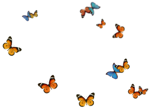 butterflies and flowers , PNG. Butterflies png 