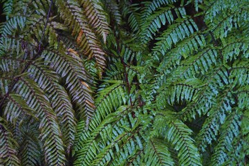 Fototapeta na wymiar Close up leaf fern two tone color natural, brown and green tree, plant, ozone, mountain, background, environment