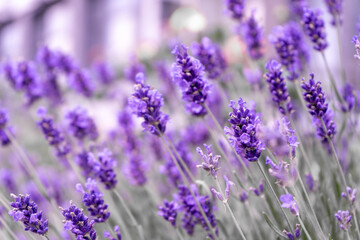 Purple lavender flowers bush. Flower in the field. Nature background. Grow a fragrant plant in the garden. Summer flower honey plant closeup.
