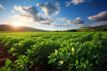 A serene landscape capturing the golden hour over a green soybean field, radiating the essence of rural beauty and the richness of agricultural life.