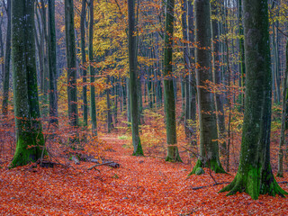  Jesień w lesie buków na Warmii w północno-wschodniej Polsce