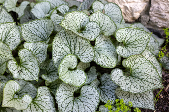 Heartleaf brunnera, Siberian bugloss,  Brunnera macrophylla Jack Frost  in garden