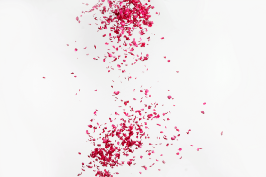 Red  splashes on white background . Red Rose petals Falling Png 