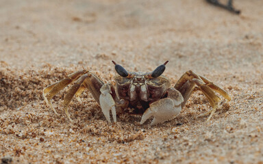 The ghost crab is a creature that can literally blend into the sandy terrain. Goa