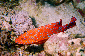 Coral grouper, (Cephalopholis miniata), Red Sea, Egypt.