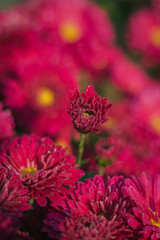 close up of pink chrysanthemum. chrysanthemums in the garden on an autumn morning