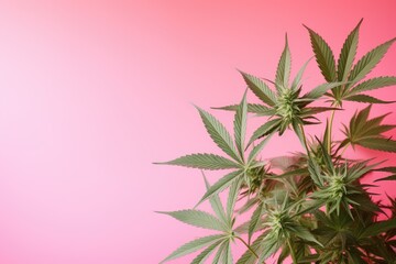 Front view close up of a lovely green marijuana plant with hemp leaves on a pink background - obrazy, fototapety, plakaty
