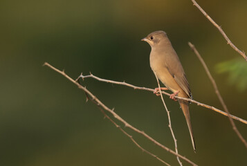 Portrait of a Grey Hypocolius on green backdrop at Jasra, Bahrain