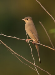 Fototapeta premium Portrait of a Grey Hypocolius at Jasra, Bahrain