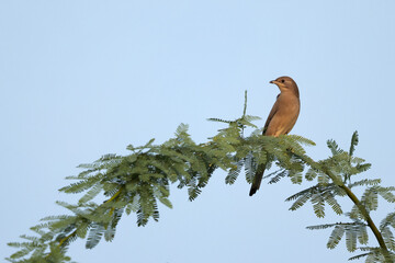 Grey Hypocolius perched on acacia tree in the morning hours, Bahrain