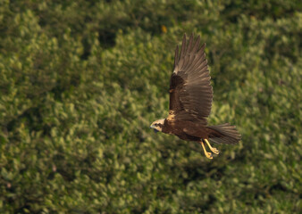 Eurasian Marsh harrier in mangrove habitat at Tubli bay, Bahrain