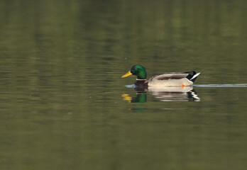 Mallard ducks swimming at Tubli bay, Bahrain