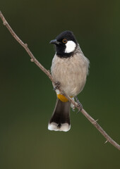 White-cheeked bulbul on green at Jasra, Bahrain