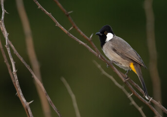 Portrait of White-cheeked bulbul on acacia tree, Bahrain