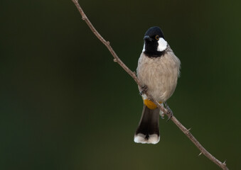 White-cheeked bulbul on green at Jasra, Bahrain