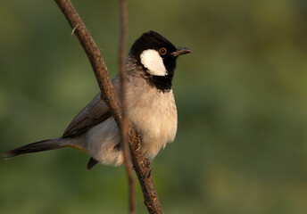 Closeup of a White-cheeked bulbul on acacia tree, Bahrain