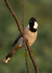 Closeup of a White-cheeked bulbul on acacia tree, Bahrain