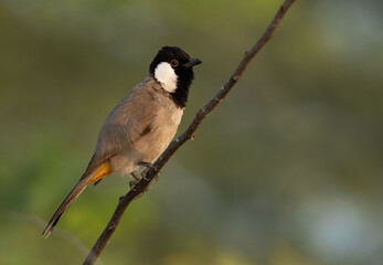 Fototapeta premium Portrait of White-cheeked bulbul in the morning light, Bahrain