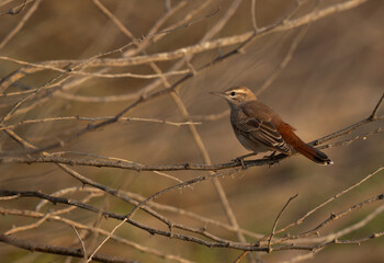 Rufous-tailed Scrub Robin perched on acacia tree at Jasra, Bahrain