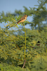 Isaballine shrike on on green at Jasra, Bahrain