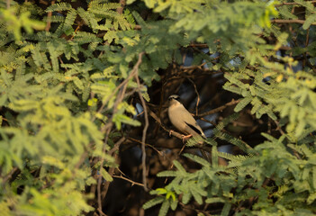 Grey Hypocolius in its habitat at Jasra, Bahrain
