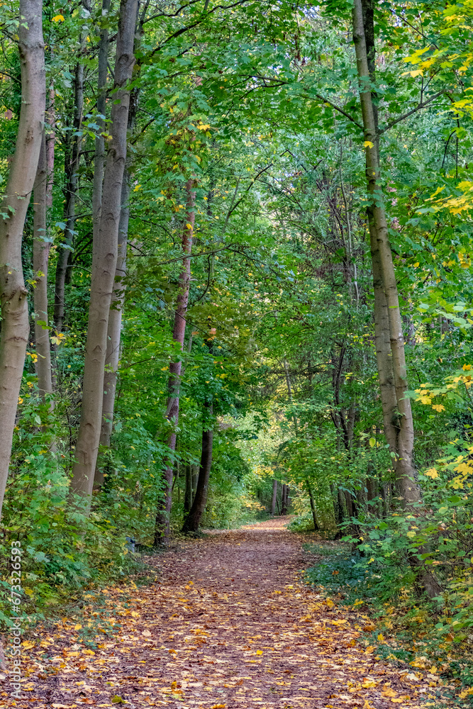 Canvas Prints Frühherbstlicher Wald