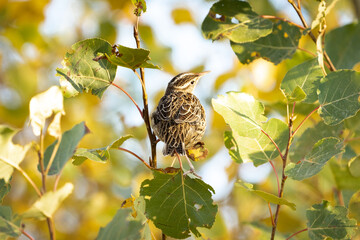 Western Meadowlark perched on popular tree branches during fall migration in Rocky View County Alberta Canada