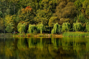 Fototapeta na wymiar Russia. Moscow Pokrovskoe Streshnevo Park. View of the branches of the weeping willow hanging over the water along the banks of the ponds of the park.