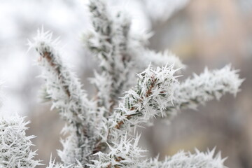 snow covered branches