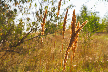 Autumn flowers in minimalist style. Autumn nature. Sunny weather in autumn.