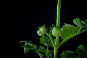 Flowering and fruiting of tomatoes. Green tomato bush on black background.
