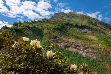 picturesque beautiful panorama view of the mountain gorge mountain ranges covered with greenery forests and snow against the background of the blue sky, Mountain flowers rhododendrons, hiking