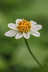Obraz premium Imagen macro de flor blanca de jardín