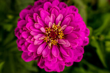 Imagen macro de flor Dalia