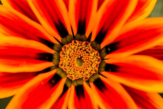 Imagen macro de flor anaranjada