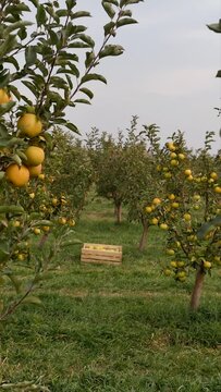Vertical video camera moves between trees with apple fruits to a wooden box filled with apples in the garden standing in a clearing. Harvesting ripe yellow apples