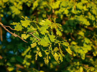 Green leaves of an oak tree plant on a summer day against the background of a park or forest