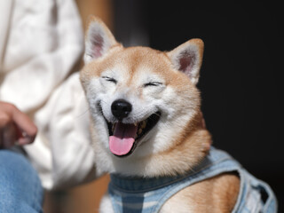 笑顔の柴犬