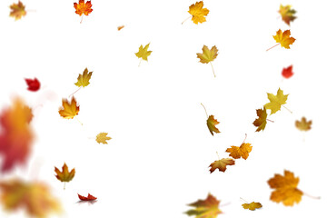 autumn leaves on the ground. yellow leaves. autumn leaves isolated on white. autumn leaves border....
