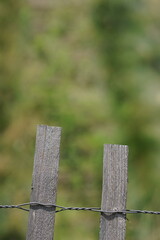 Fototapeta premium Another Grassy Field
