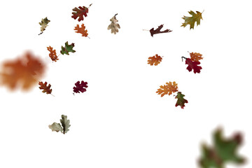 autumn leaves on white background, autumn leaves on the ground. yellow leaves. autumn leaves isolated on white. autumn leaves border. Falling Maple Leaves PNG , Flying Leaves, Leaves PNG. Autumn leave