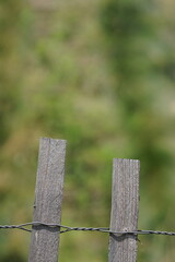 Fototapeta premium Grassy Field