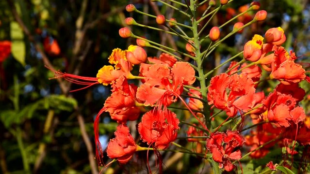 Peacock flower Caesalpinia Pulcherrima or Barbados pride close up,4K