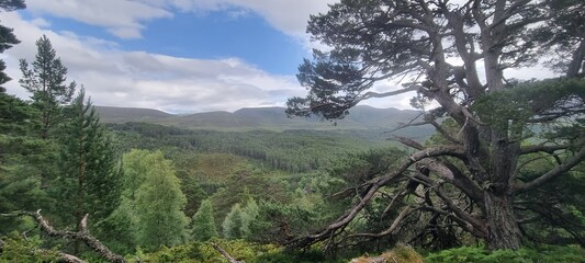 scenic landscape views over mountains and forest in Cairngorms national park in the highlands of scotland