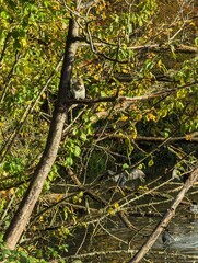 Fototapeta premium A grey squirrel sits high up on a branch eating while a group of black cormorants rest below beside the water.