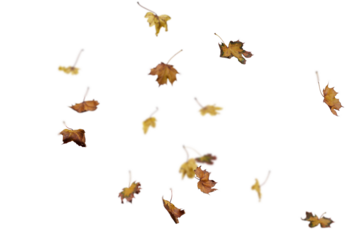 autumn leaves on the ground. yellow leaves. autumn leaves isolated on white. autumn leaves border. Falling Maple Leaves PNG , Flying Leaves, Leaves PNG. Autumn leaves png