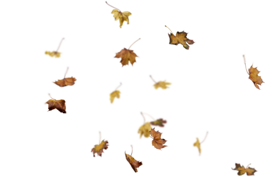 autumn leaves on the ground. yellow leaves. autumn leaves isolated on white. autumn leaves border. Falling Maple Leaves PNG , Flying Leaves, Leaves PNG. Autumn leaves png