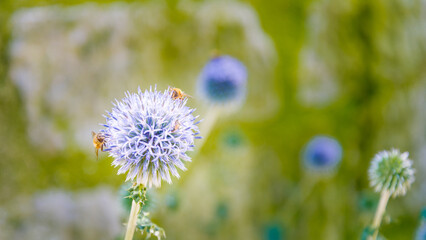 Purple flower shaped like a sphere, with bees flying around it doing pollination. Blurred green background.